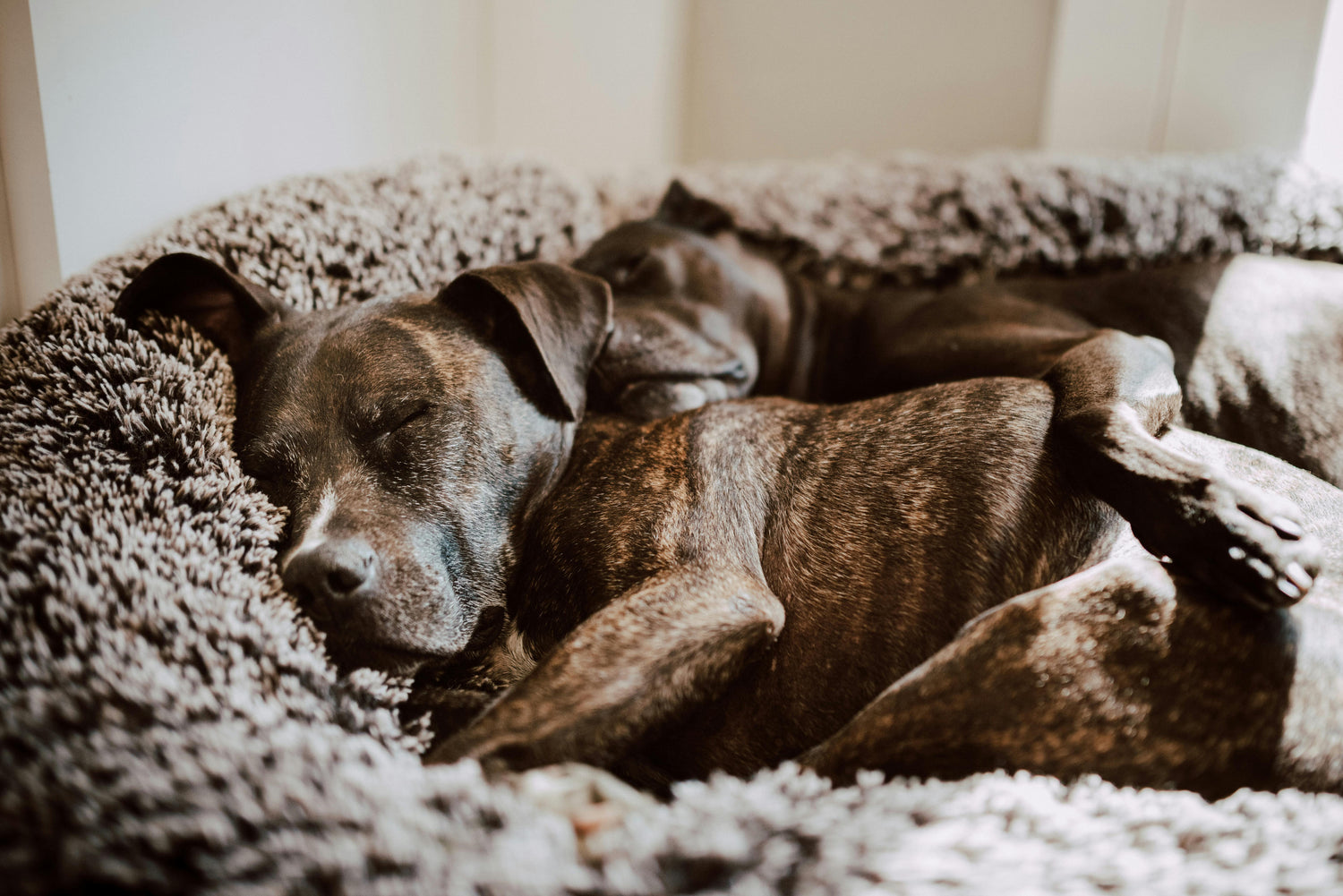 Beds & Comfort